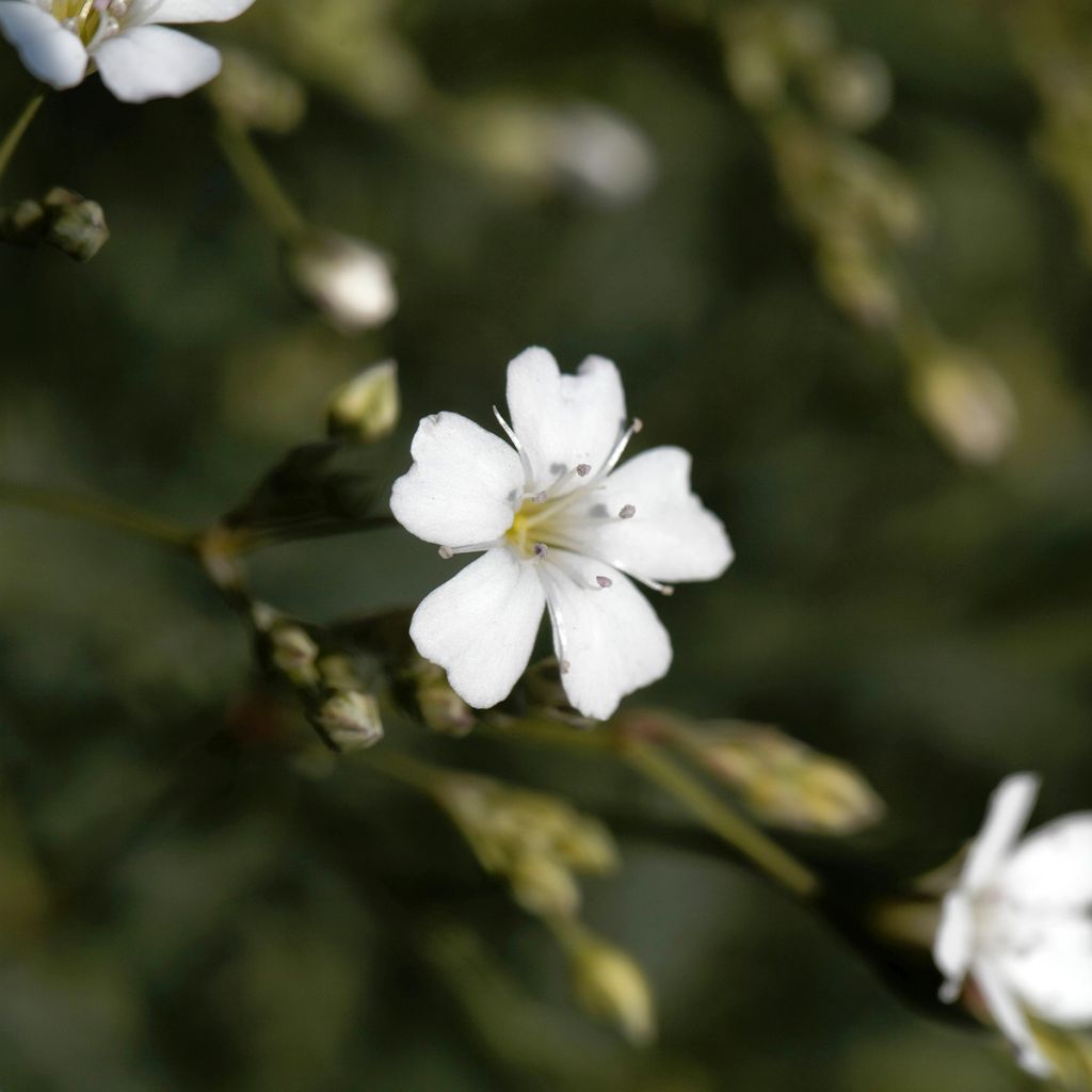 Kriechendes Gipskraut Alba - Gypsophila repens