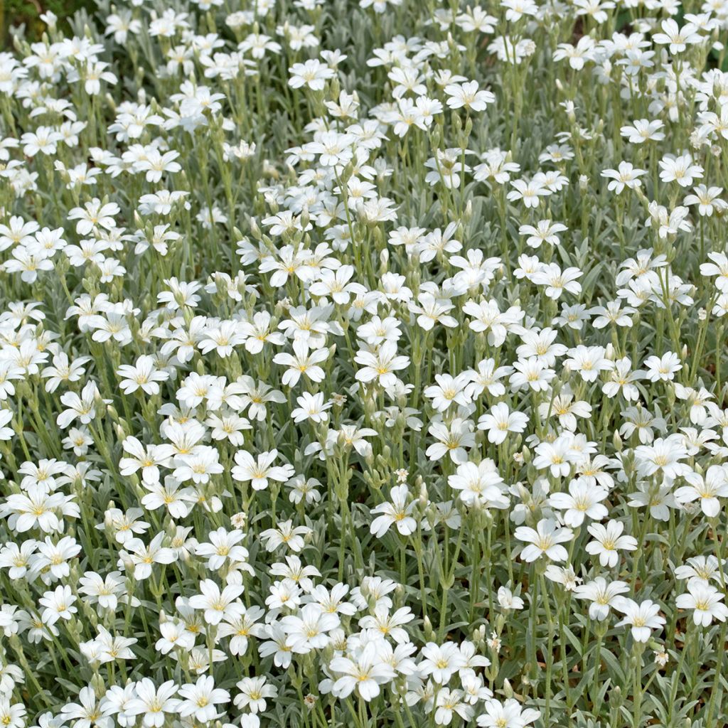 Kriechendes Gipskraut Alba - Gypsophila repens