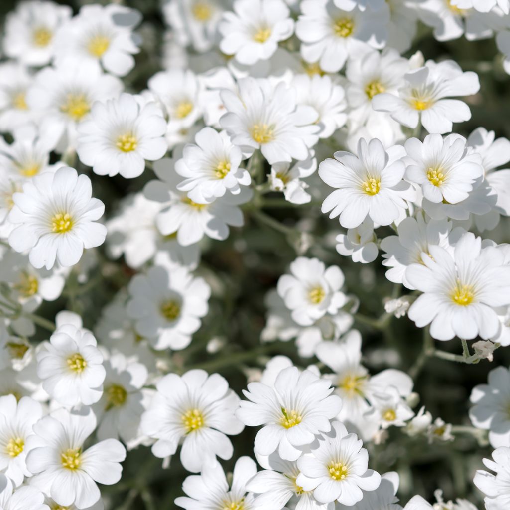 Kriechendes Gipskraut Alba - Gypsophila repens