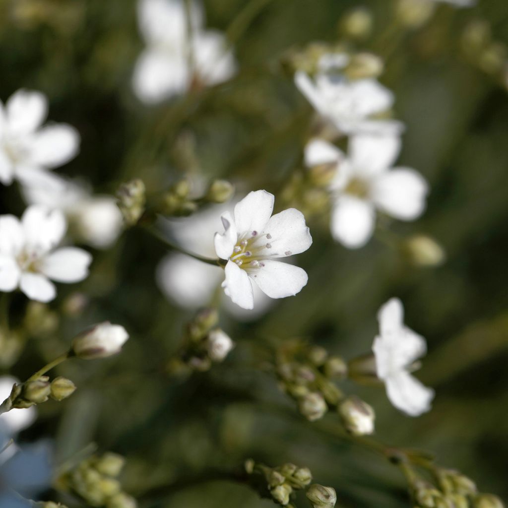 Kriechendes Gipskraut Alba - Gypsophila repens