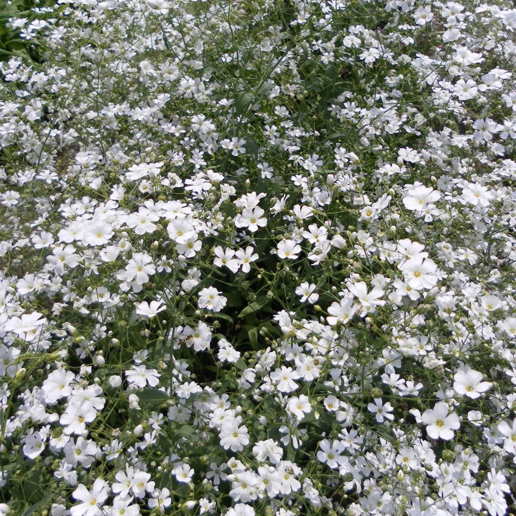 Schleierkraut Covent Garden (Samen) - Gypsophila elegans