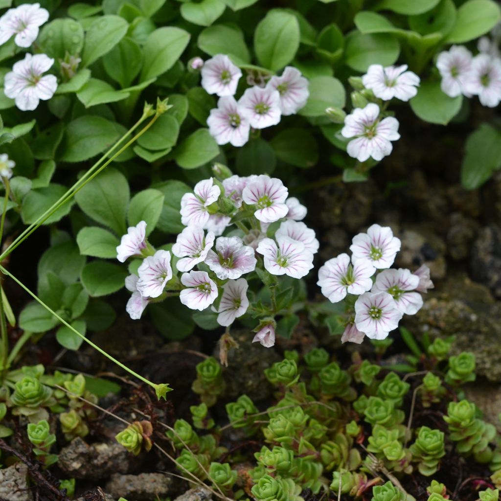 Himalaya-Schleierkraut - Gypsophila cerastioides