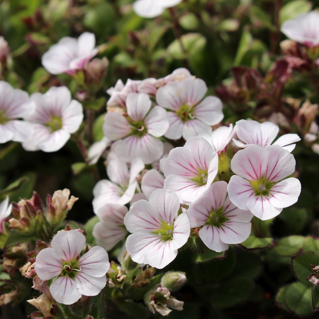 Himalaya-Schleierkraut - Gypsophila cerastioides