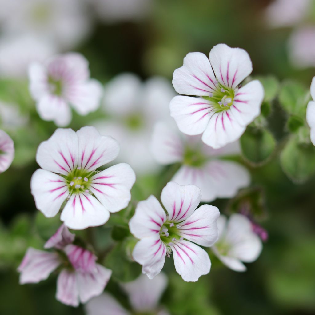 Himalaya-Schleierkraut - Gypsophila cerastioides