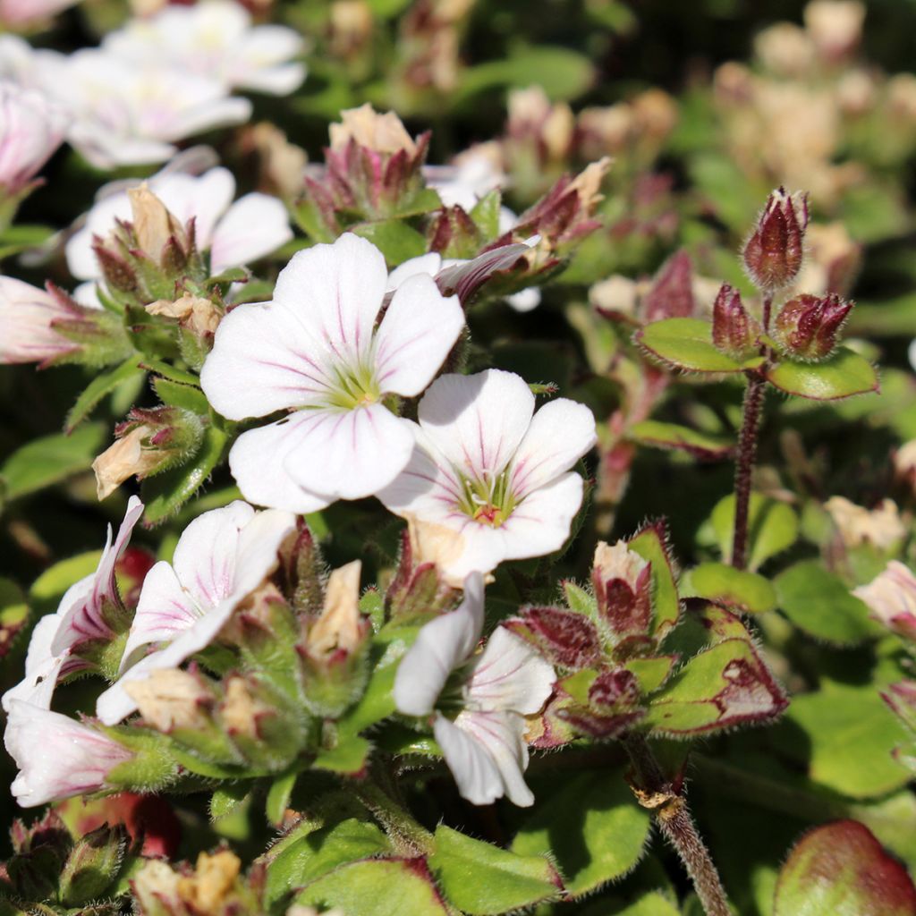 Himalaya-Schleierkraut - Gypsophila cerastioides