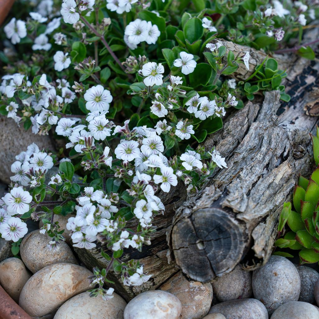 Himalaya-Schleierkraut - Gypsophila cerastioides