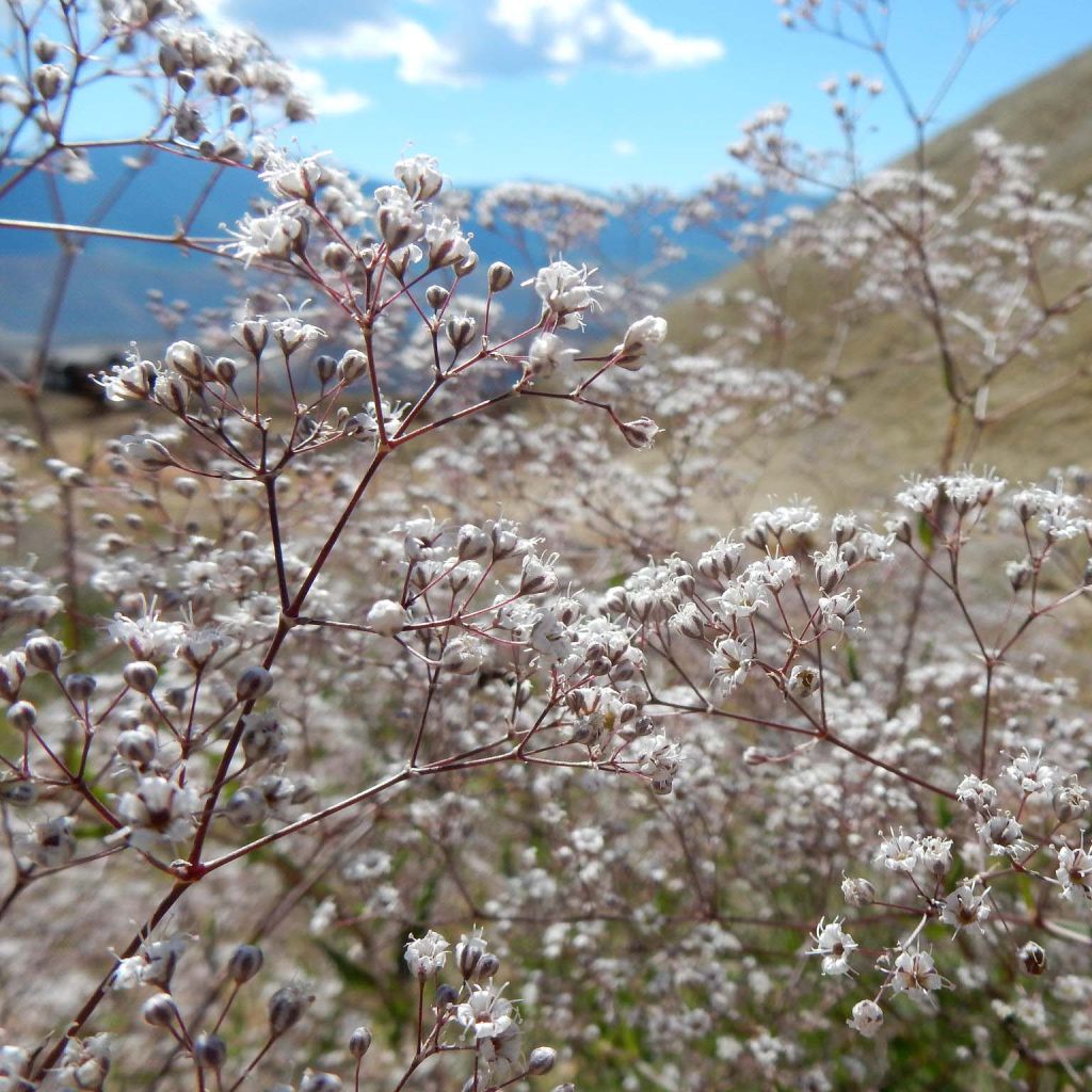 Rispiges Gipskraut Schneeflocke - Gypsophila paniculata