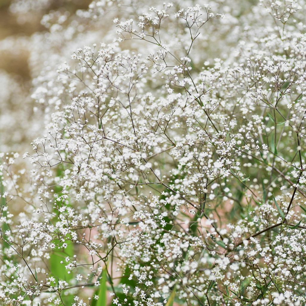 Rispiges Gipskraut Schneeflocke - Gypsophila paniculata