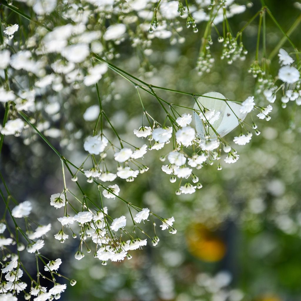 Rispiges Gipskraut Schneeflocke - Gypsophila paniculata