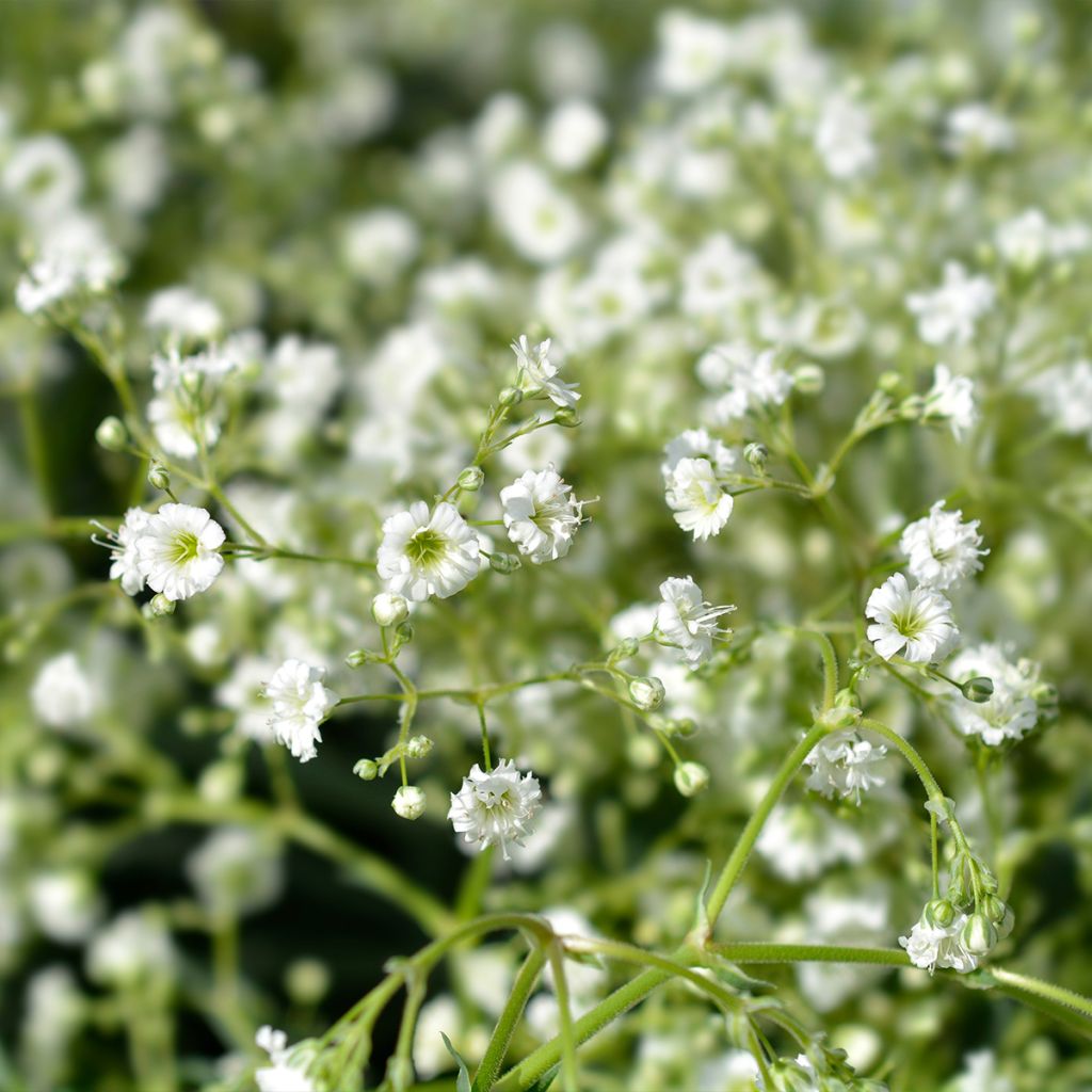 Rispiges Gipskraut Snow Flake - Gypsophila paniculata