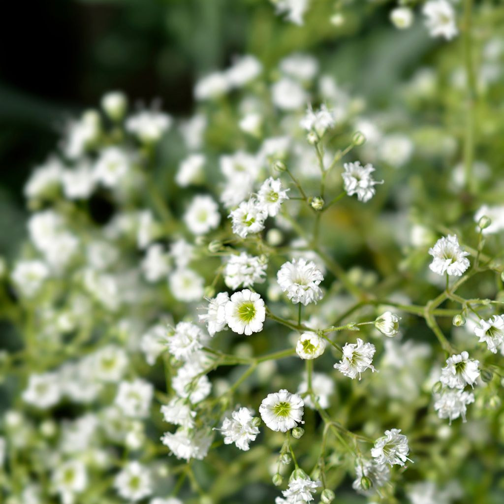 Rispiges Gipskraut Snow Flake - Gypsophila paniculata