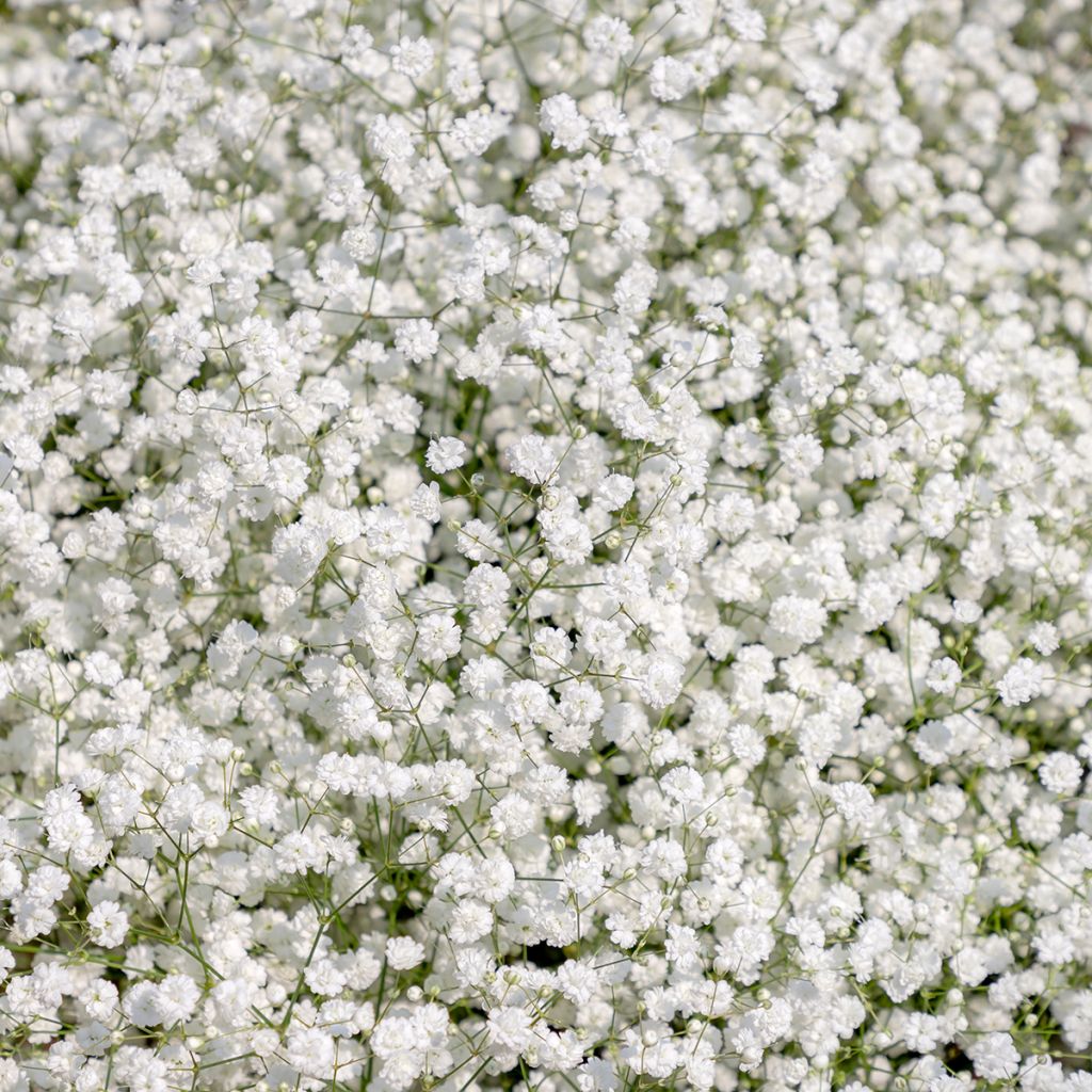 Rispiges Gipskraut Snow Flake - Gypsophila paniculata