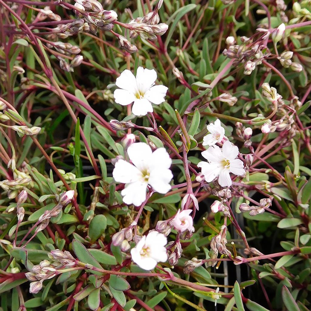 Kriechendes Gipskraut Dubia - Gypsophila repens