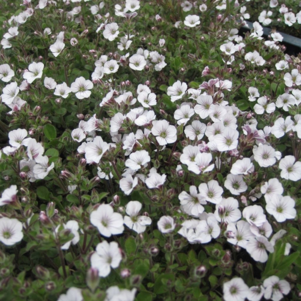 Himalaya-Schleierkraut - Gypsophila cerastioides