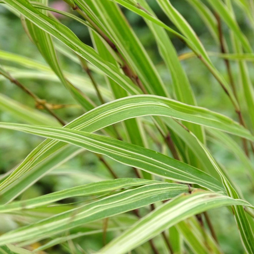 Herbe du Japon - Hakonechloa macra Albostriata