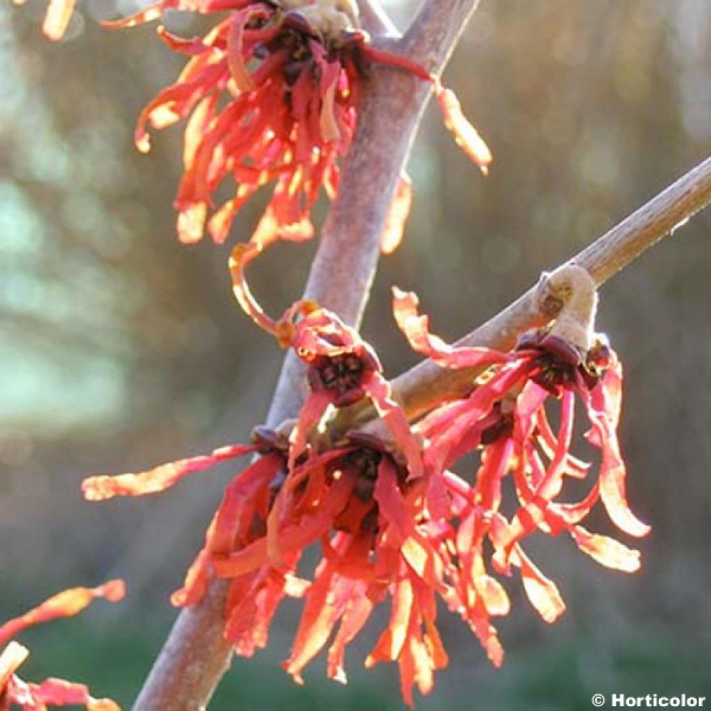 Zaubernuss Diane - Hamamelis intermedia