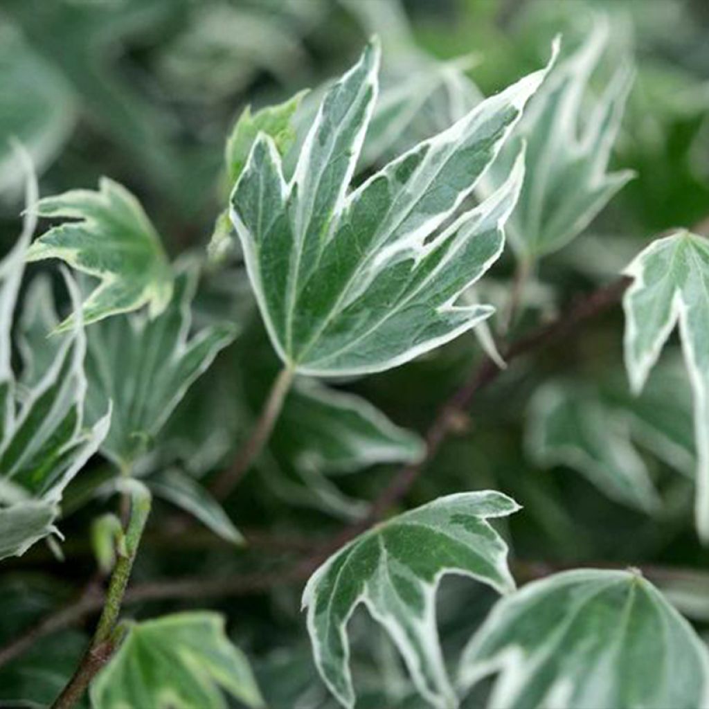 Efeu White Ripple - Hedera helix