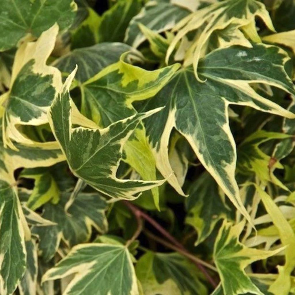 Goldlaubiger Efeu Yellow Ripple - Hedera helix