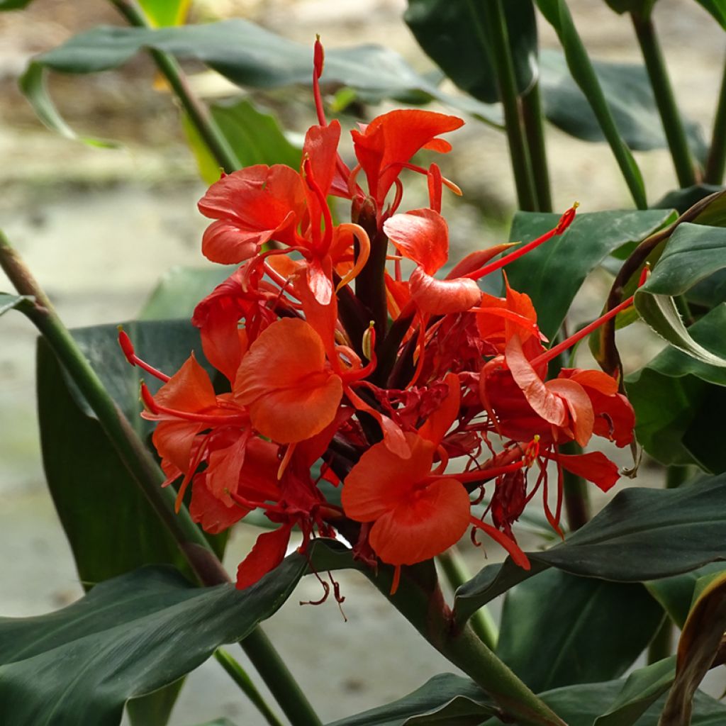 Hedychium rubrum (deceptum) - Gingembre d'ornement