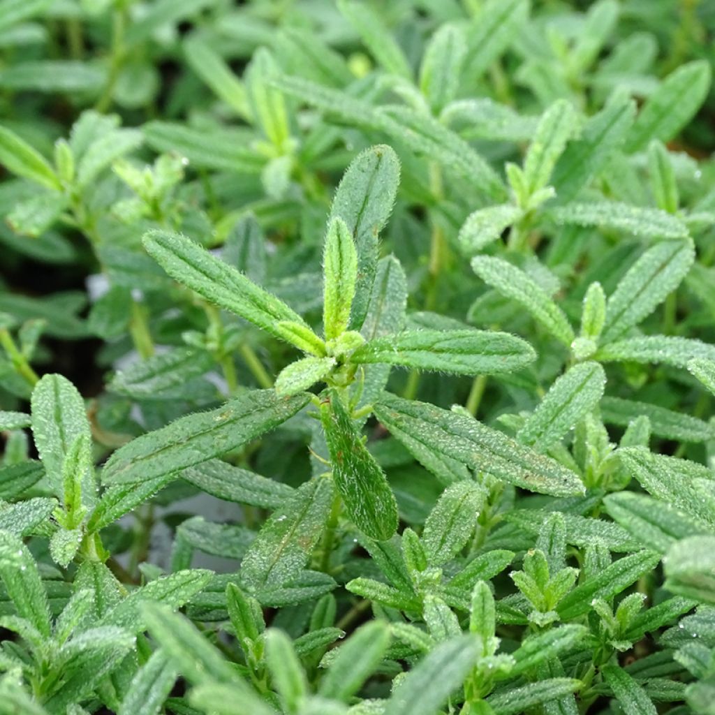 Helianthemum Golden Queen - Hélianthème