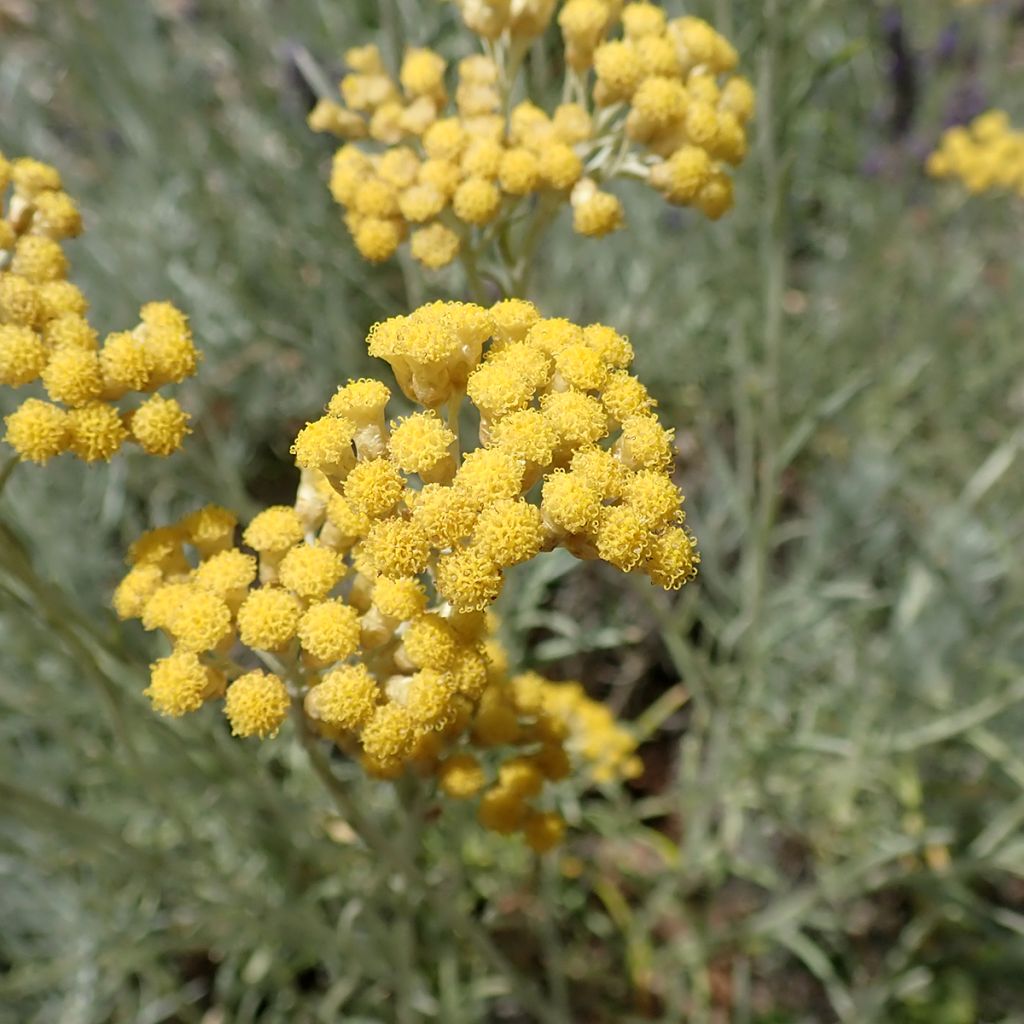 Strohblume - Helichrysum italicum subsp. serotinum