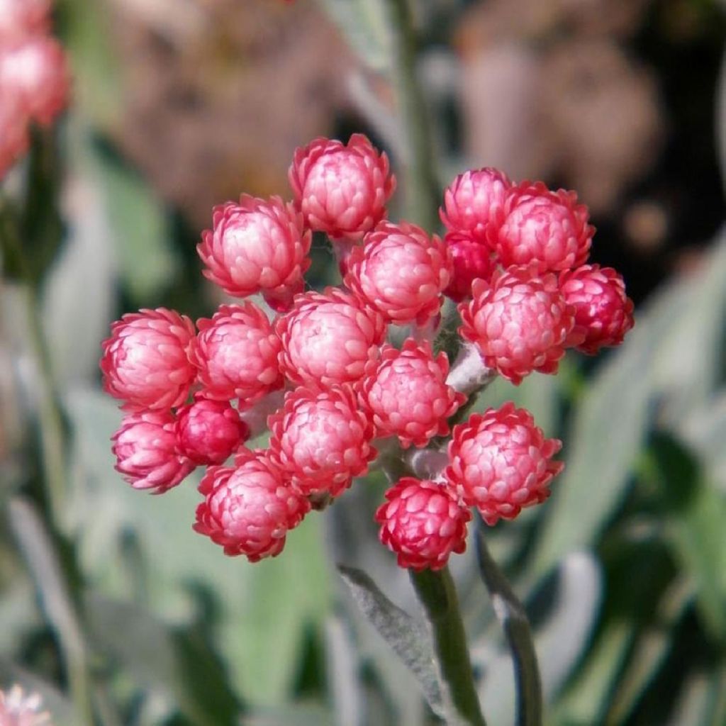 Strohblume Ruby Cluster - Helichrysum