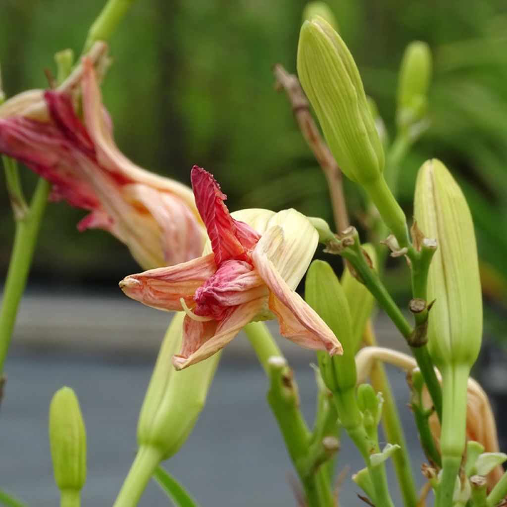 Hemerocallis Final Touch - Taglilie