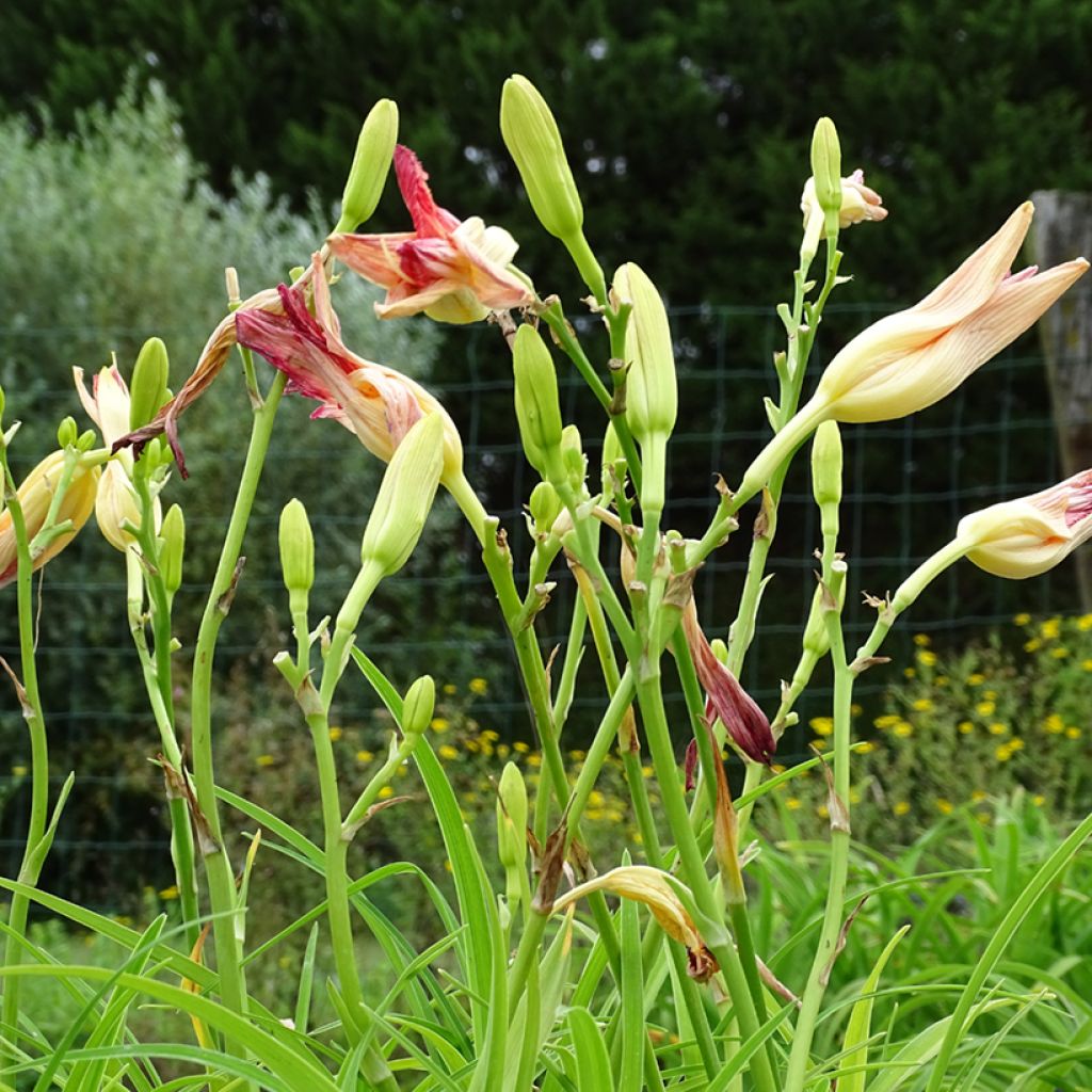 Hemerocallis Final Touch - Taglilie