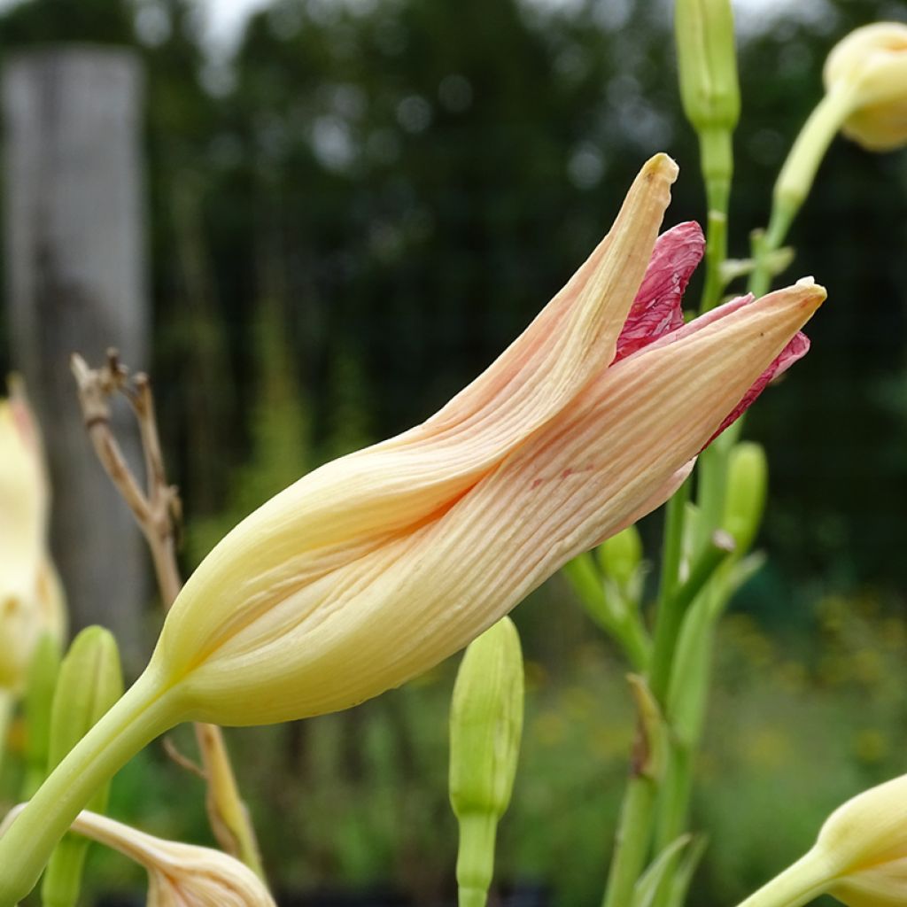 Hemerocallis Final Touch - Taglilie