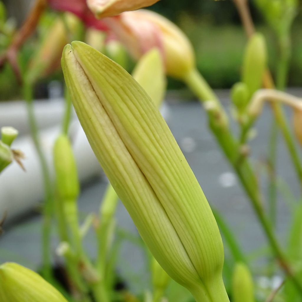 Hemerocallis Final Touch - Taglilie