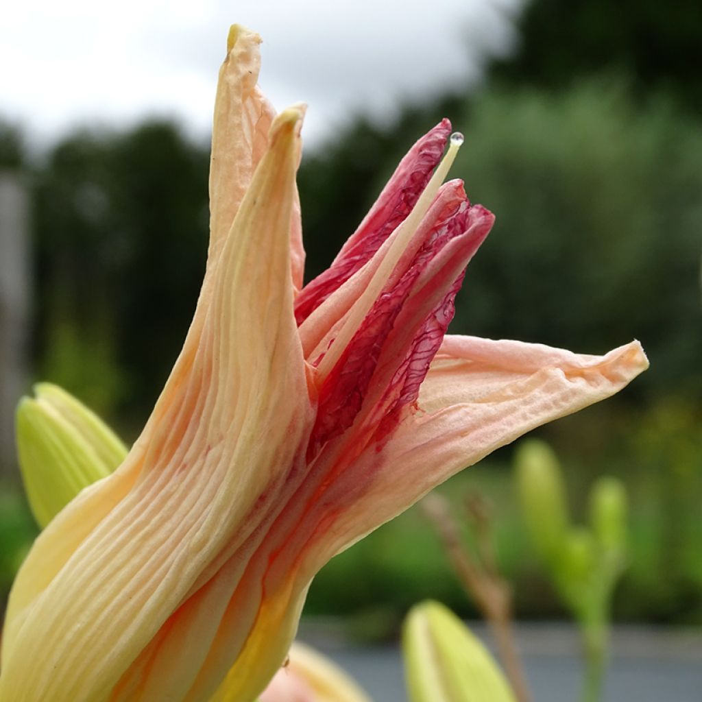 Hemerocallis Final Touch - Taglilie