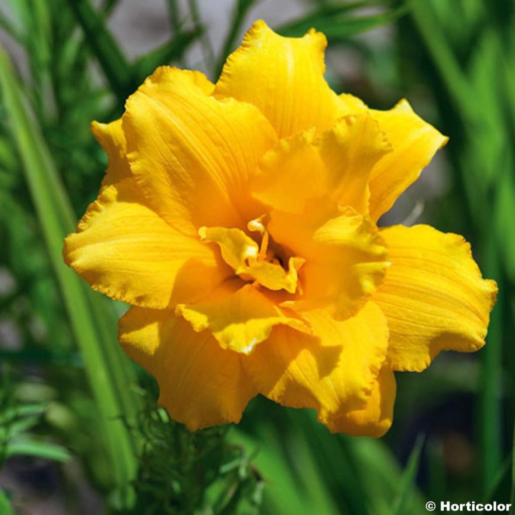 Hemerocallis Condilla - Taglilie