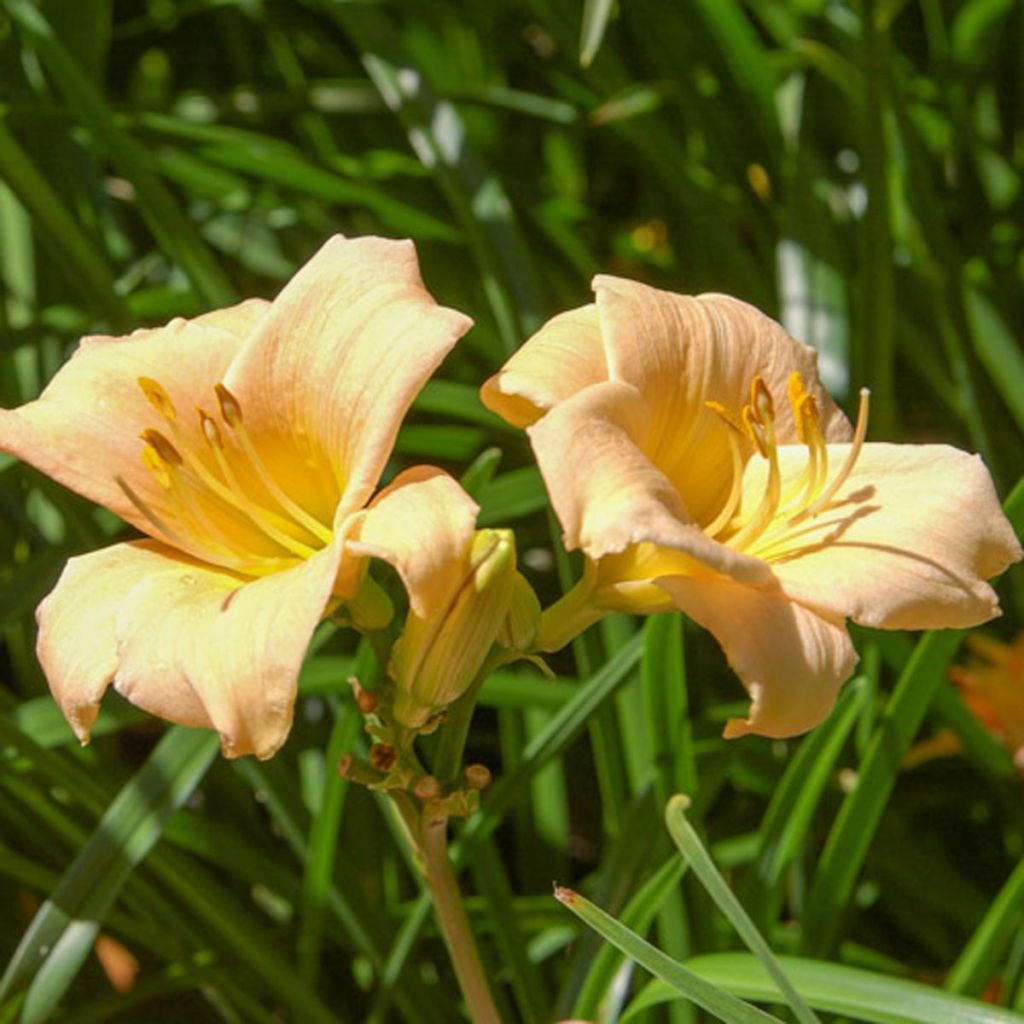 Hemerocallis Mini stella - Taglilie