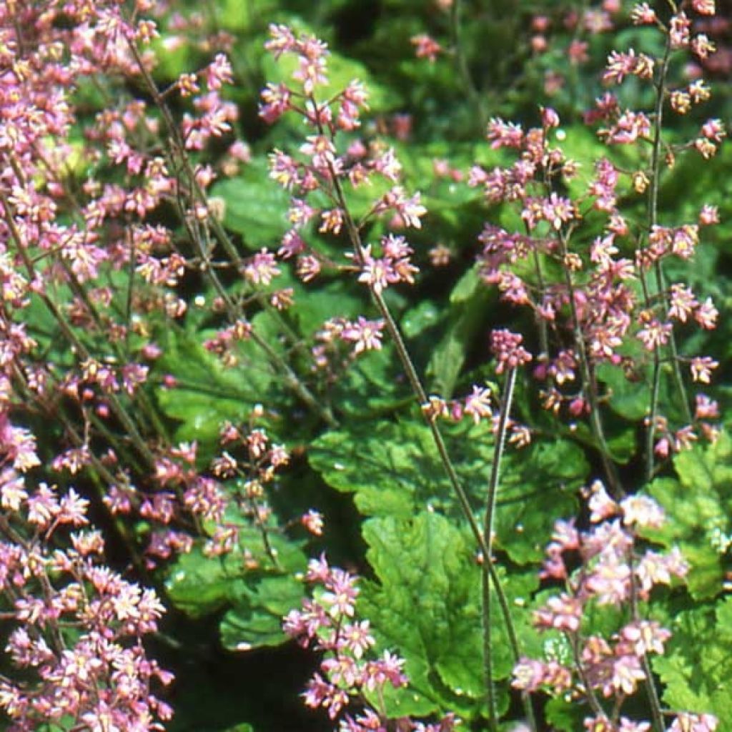 Heucherella alba Bridget Bloom