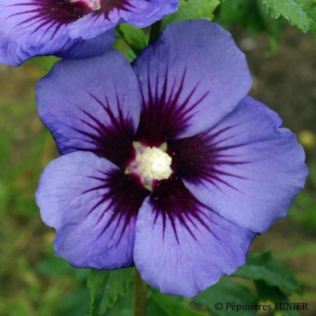 Garten-Hibiscus Ultramarine - Hibiscus syriacus