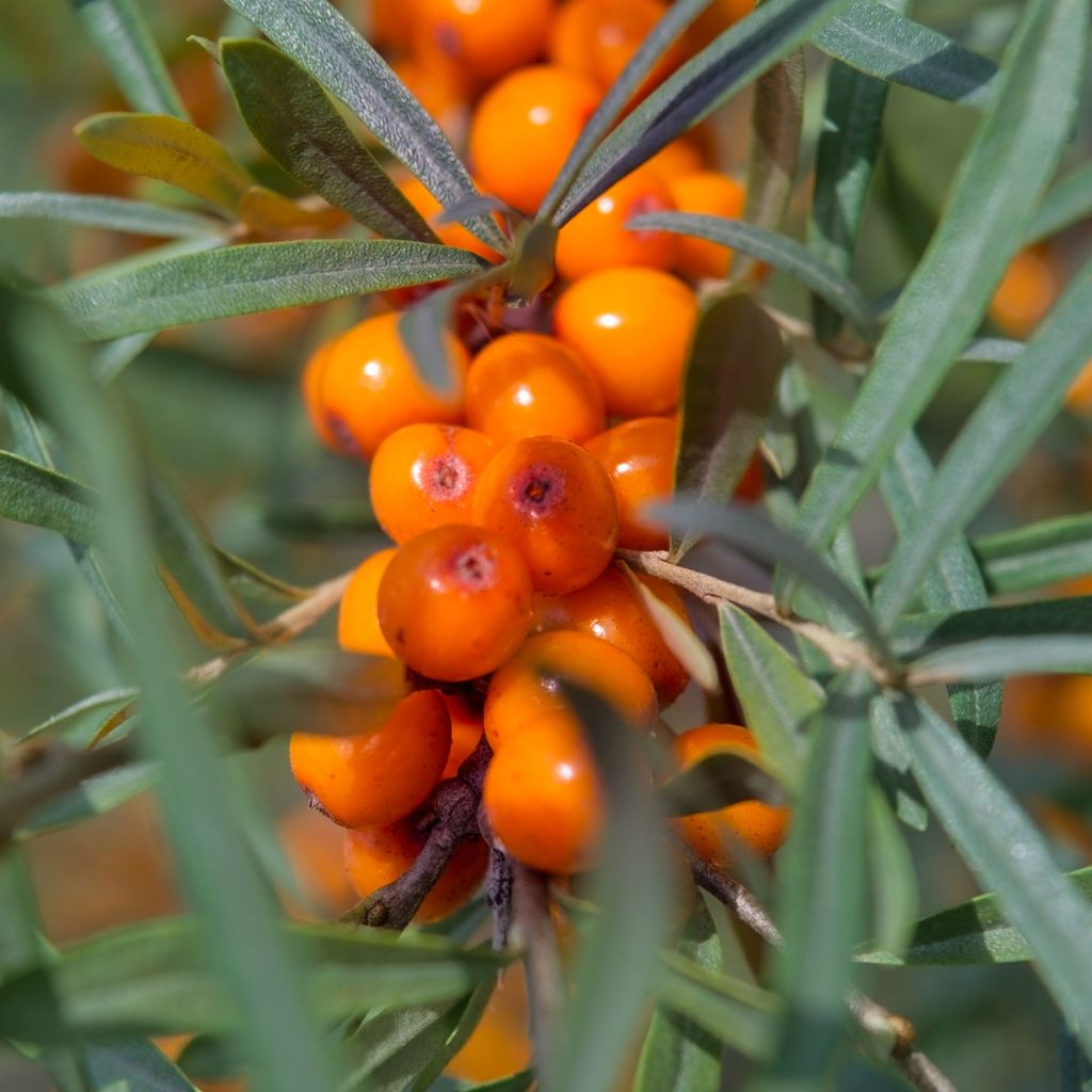 Sanddorn Garden's Gift - Hippophae rhamnoides