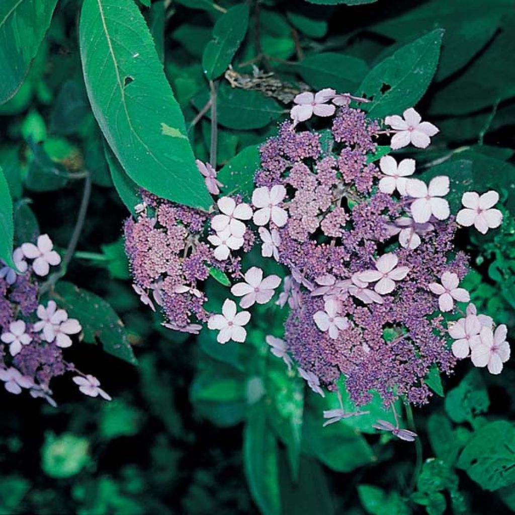 Hydrangea aspera Villosa - Samthortensie