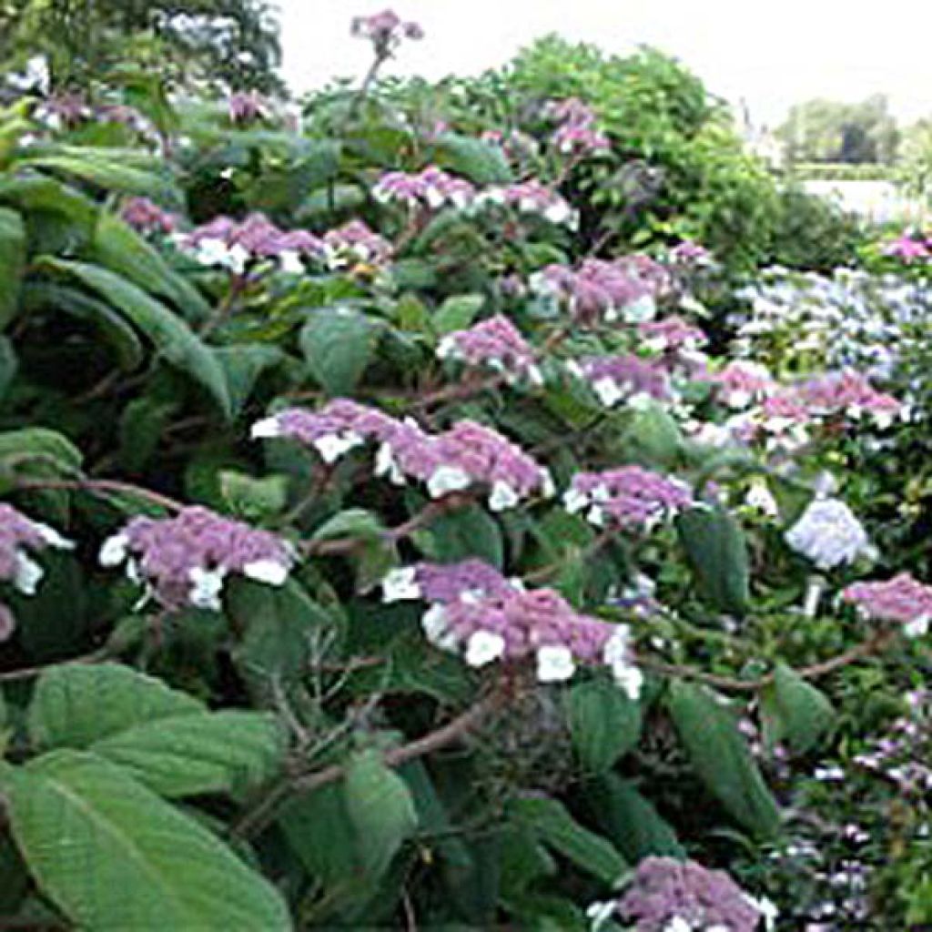 Hydrangea aspera Macrophylla - Samthortensie