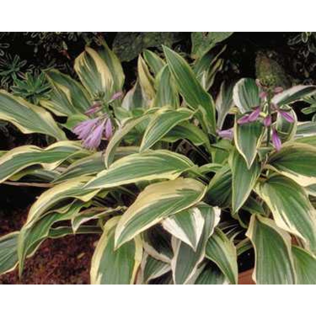 Hosta yellow splash rim - Garten-Funkie