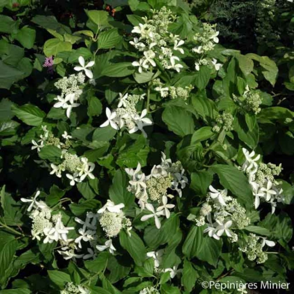 Rispenhortensie Great Star Le Vasterival - Hydrangea paniculata