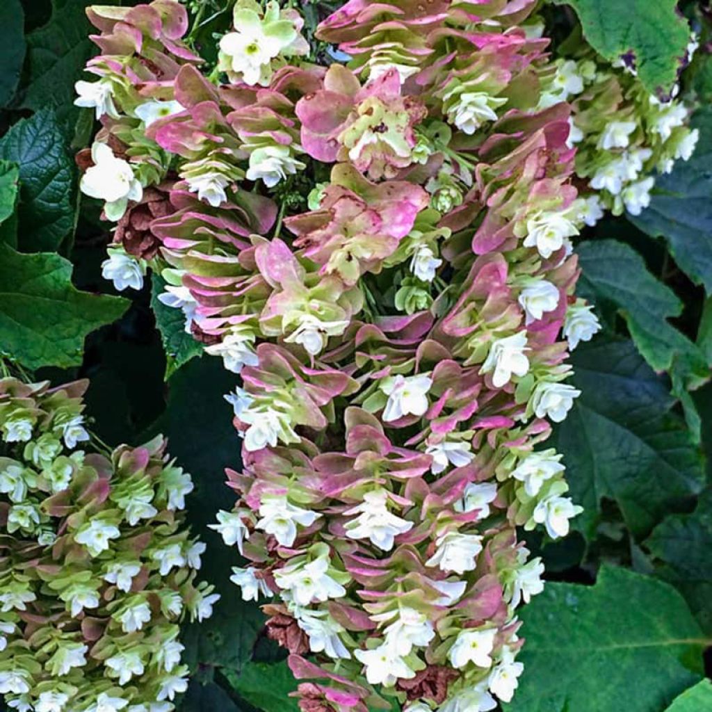 Eichenblatt-Hortensie Snowcicle - Hydrangea quercifolia