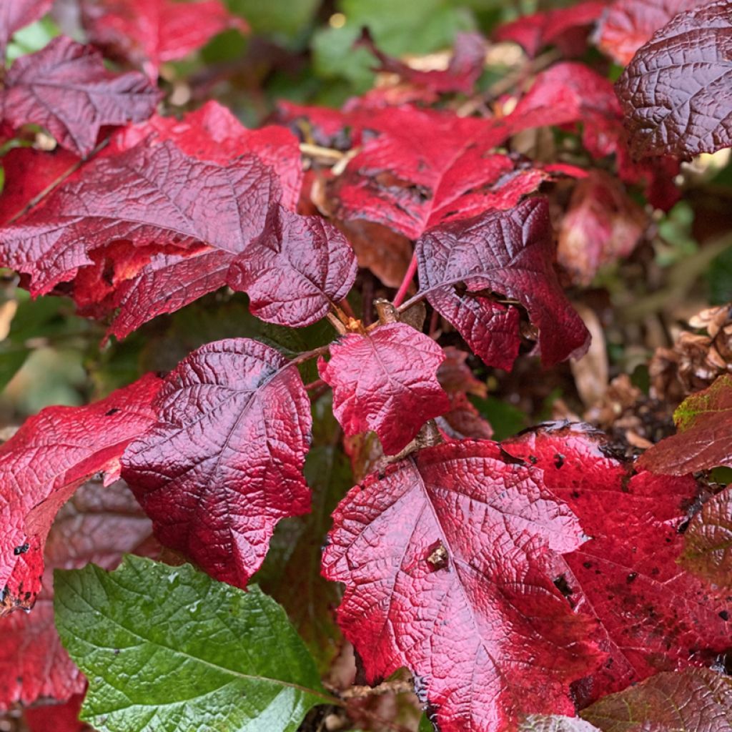 Eichenblatt-Hortensie Snowcicle - Hydrangea quercifolia