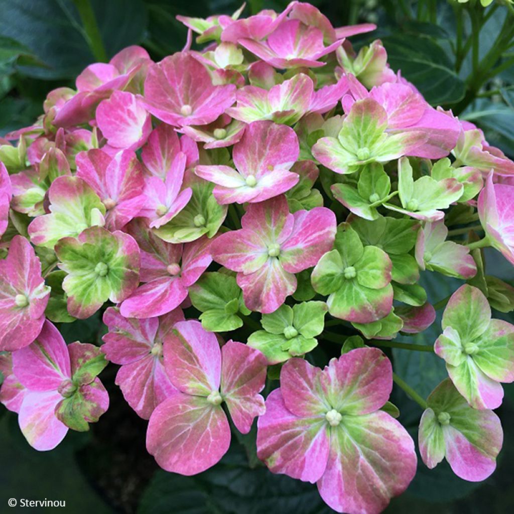 Hydrangea macrophylla Valvert - Bauernhortensie