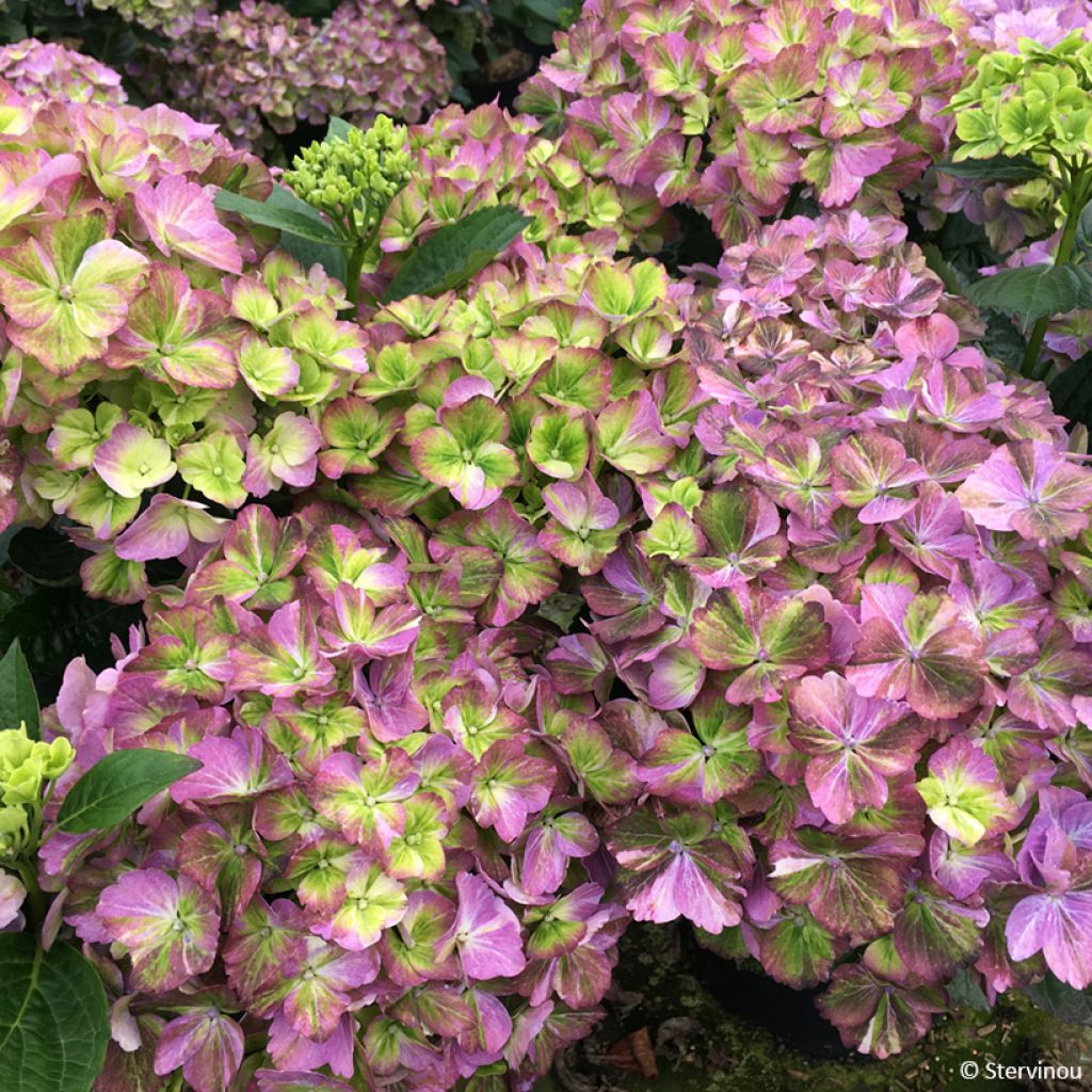 Hydrangea macrophylla Valvert - Bauernhortensie