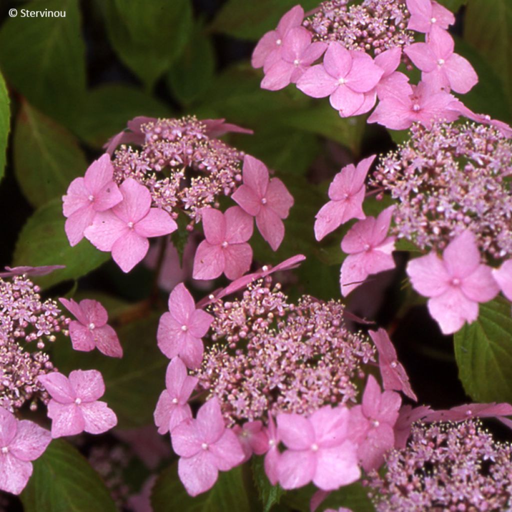 Hydrangea serrata Bleuet - Tellerhortensie