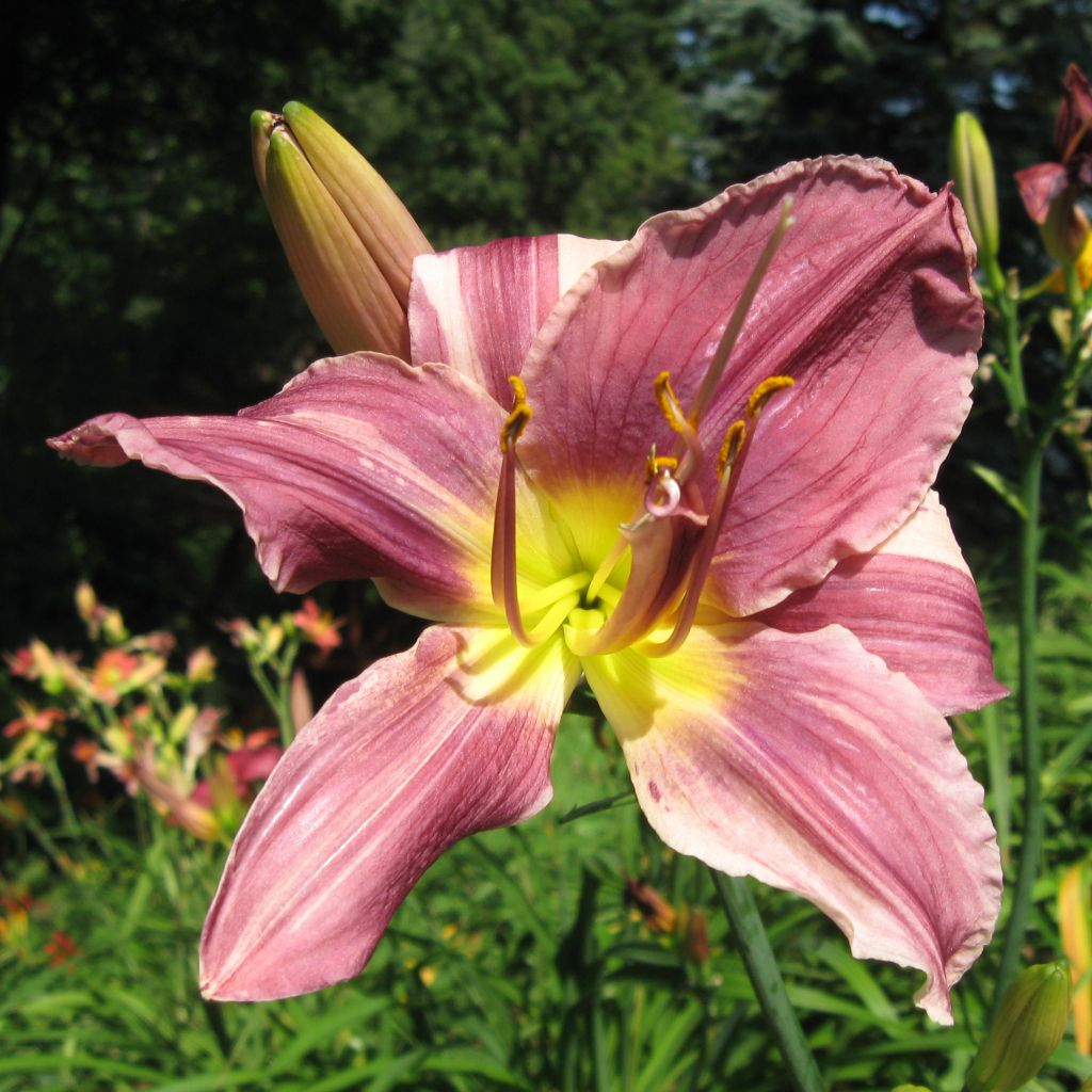 Hemerocallis Prairie Blue Eyes - Taglilie