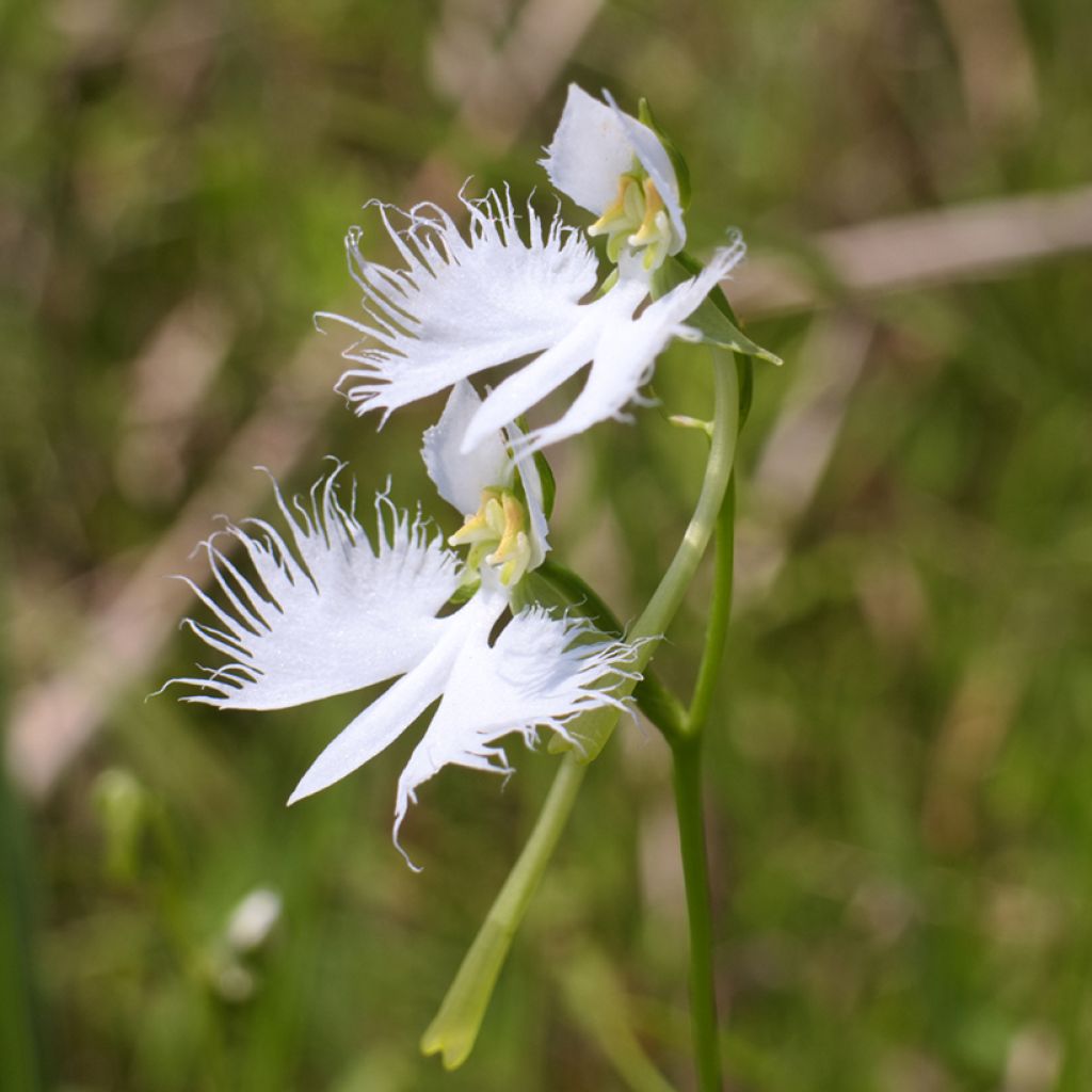 Hebenaria radiata - Weiße Vogelblume