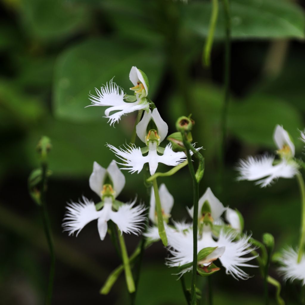 Hebenaria radiata - Weiße Vogelblume