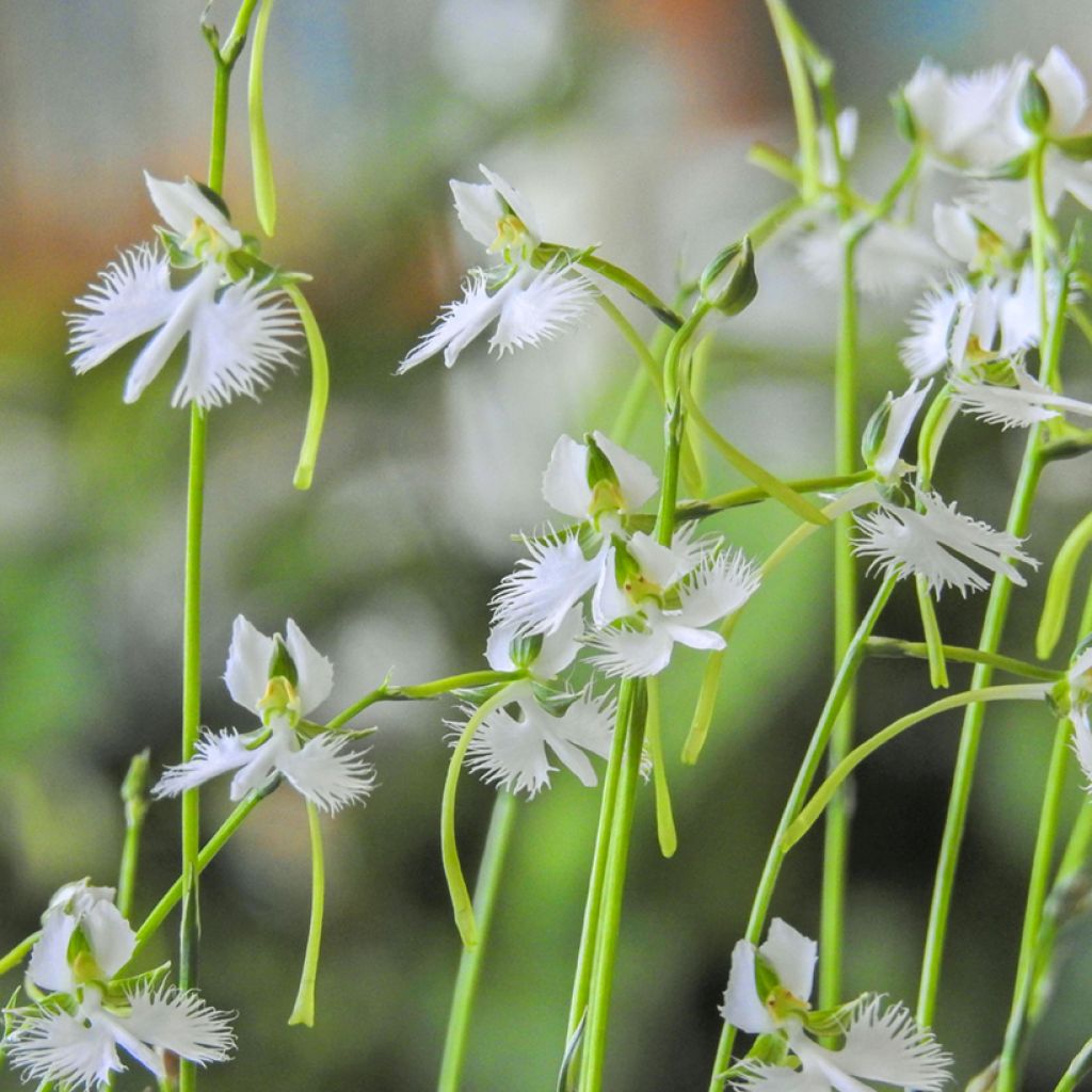 Hebenaria radiata - Weiße Vogelblume