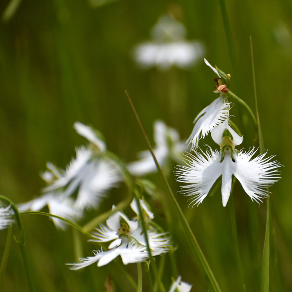 Hebenaria radiata - Weiße Vogelblume